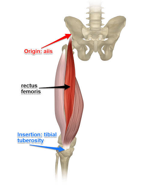 <p>Rectus femoris</p>