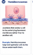 Junctions that anchor a cell to the underlying basement membrane rather than to another cell. Example: Hemidesmosomes help hold epithelial cells to the tissue underneath them.