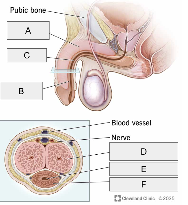 <p>E</p>