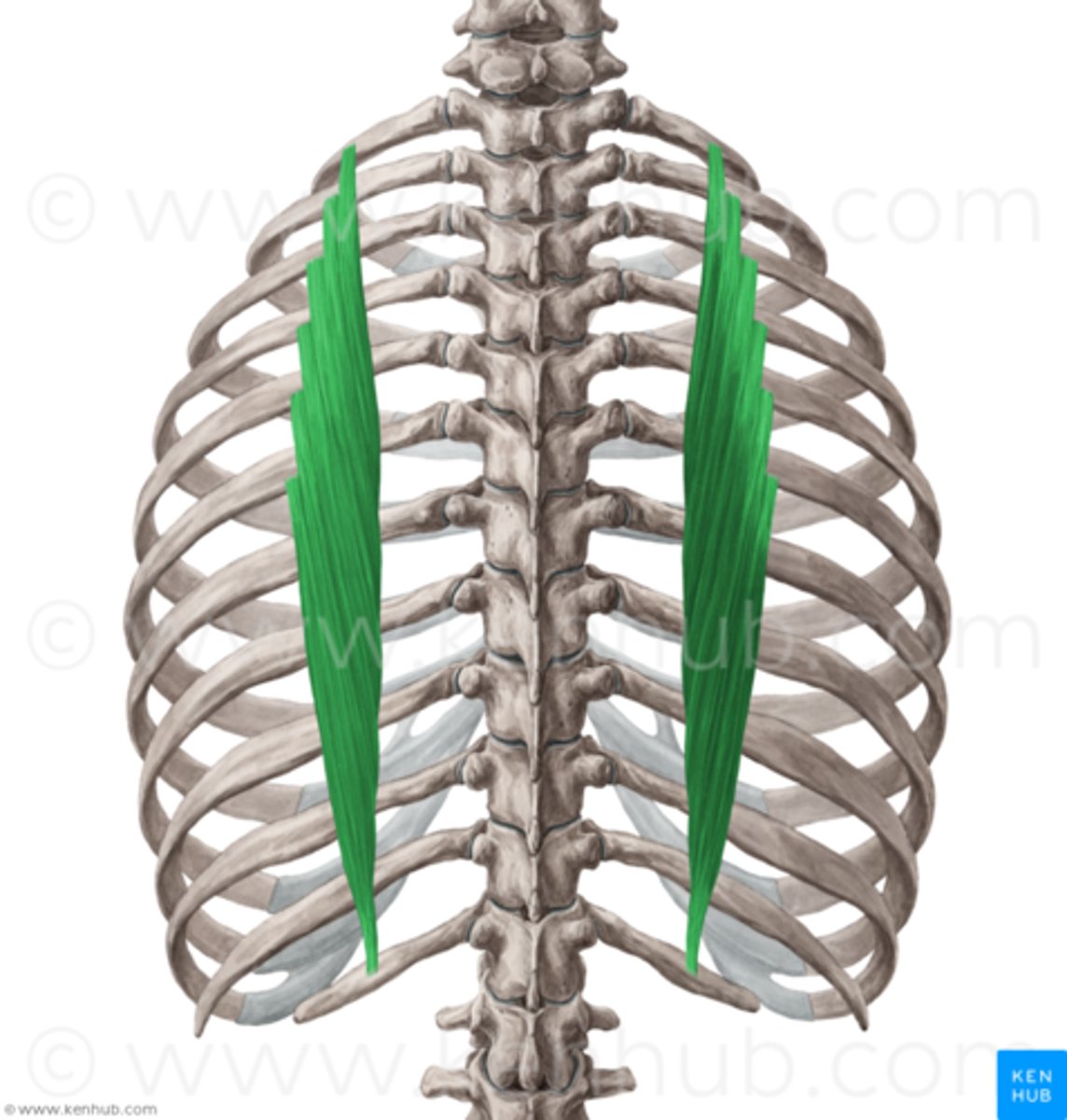 <p>angles of upper 6 ribs</p><p>transverse process C7</p>