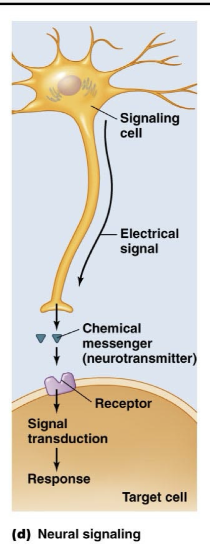 <p>A more unorthodox way of thinking about endocrine system and hormones, but still counts</p><p>Neuron carries an action potential after being triggered by an integrating center or sensory neuron and at its synapse, it releases neurotransmitters to either affect another neuron or a cell, depending on the target cell and which chemical messenger is used. </p>