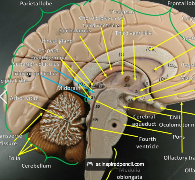 <p>arbor vitae (<span><strong>árbol: tree)</strong></span></p>