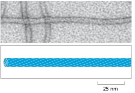 <ul><li><p><span style="background-color: transparent;">About 10nm in diameter</span></p></li><li><p><span style="background-color: transparent;">Made of fibrous proteins that form rope-like structures.</span></p></li><li><p><span style="background-color: transparent;">Non-polar, and more stable as they don’t rapidly assemble and disassemble like the other two.</span></p></li></ul><p><span style="background-color: transparent;"><u>Location: </u>They form a network that spans the cytoplasm, often connecting cell-cell junctions and providing structural integrity across the cell.</span></p><p><span style="background-color: transparent;"><u>Function:</u> Primarily provide mechanical strength and support, helping cells withstand stress.</span></p>