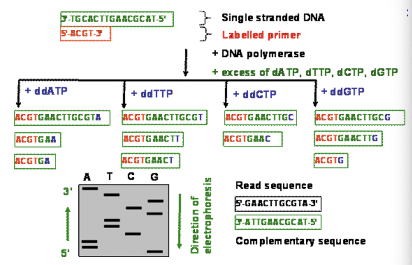 <p>takes advantage of ddNTP chain terminators (N = some nucleotide, A, T, C, G)</p><p>DNA replication will be stopped where these are added- where whichever nucleotide the ddNTP is located</p>