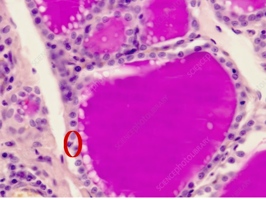 <p>What is this Red Circle pointing to?</p>