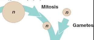 <p>1st Step of Alternation of Generations</p>