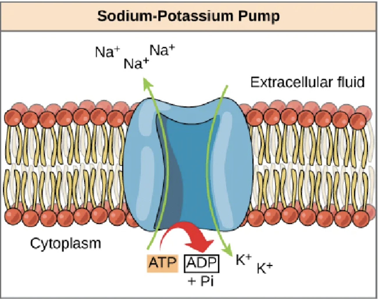 <p></p><ol><li><p>3 sodium ions (Na⁺) bind inside the cell to the pump</p></li><li><p>ATP is used to change the pump's shape → 3 Na⁺ pushed outside</p></li><li><p>2 potassium ions (K⁺) bind outside → pump returns to original shape → 2 K⁺ pulled inside</p></li></ol><table style="min-width: 75px;"><colgroup><col style="min-width: 25px;"><col style="min-width: 25px;"><col style="min-width: 25px;"></colgroup><tbody><tr><th colspan="1" rowspan="1"><p></p></th><th colspan="1" rowspan="1"><p>Sodium (Na⁺)</p></th><th colspan="1" rowspan="1"><p>Potassium (K⁺)</p></th></tr><tr><td colspan="1" rowspan="1"><p>Direction</p></td><td colspan="1" rowspan="1"><p>Pumped OUT</p></td><td colspan="1" rowspan="1"><p>Pumped IN</p></td></tr><tr><td colspan="1" rowspan="1"><p>Amount</p></td><td colspan="1" rowspan="1"><p>3</p></td><td colspan="1" rowspan="1"><p>2</p></td></tr></tbody></table><p></p>