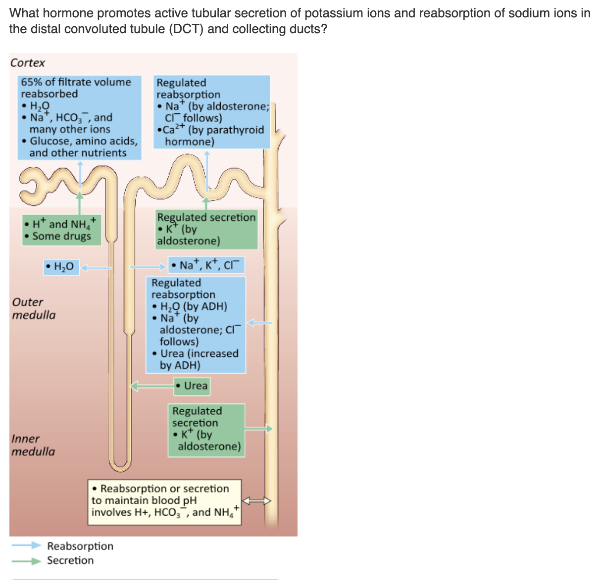 <table style="min-width: 25px;"><colgroup><col style="min-width: 25px;"></colgroup><tbody><tr><td colspan="1" rowspan="1" style="margin: 0px; padding: 0.3em; position: relative;"><p>atrial natriuretic peptide (ANP) &nbsp; &nbsp; &nbsp; &nbsp;</p></td></tr><tr><td colspan="1" rowspan="1" style="margin: 0px; padding: 0.3em; position: relative;"><p>aldosterone &nbsp; &nbsp; &nbsp; &nbsp;</p></td></tr><tr><td colspan="1" rowspan="1" style="margin: 0px; padding: 0.3em; position: relative;"><p>parathyroid hormone (PTH) &nbsp; &nbsp; &nbsp; &nbsp;</p></td></tr><tr><td colspan="1" rowspan="1" style="margin: 0px; padding: 0.3em; position: relative;"><p>antidiuretic hormone (ADH) &nbsp; &nbsp; &nbsp; &nbsp;</p></td></tr></tbody></table><p></p>