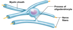 <p>Oligodendrocytes</p>