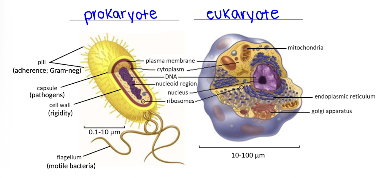 <p>Prokaryotic cells are smaller, lack a nucleus and organelles, and contain “naked” circular DNA, whereas eukaryotic cells have a defined nucleus and complex internal structures.</p>