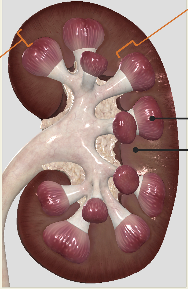 <p>renal columns</p>