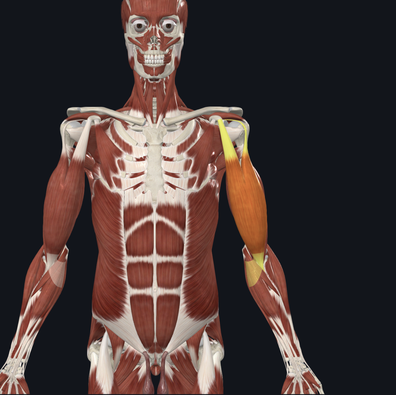 <p>What are the 5 main branches of the brachial plexus?</p>