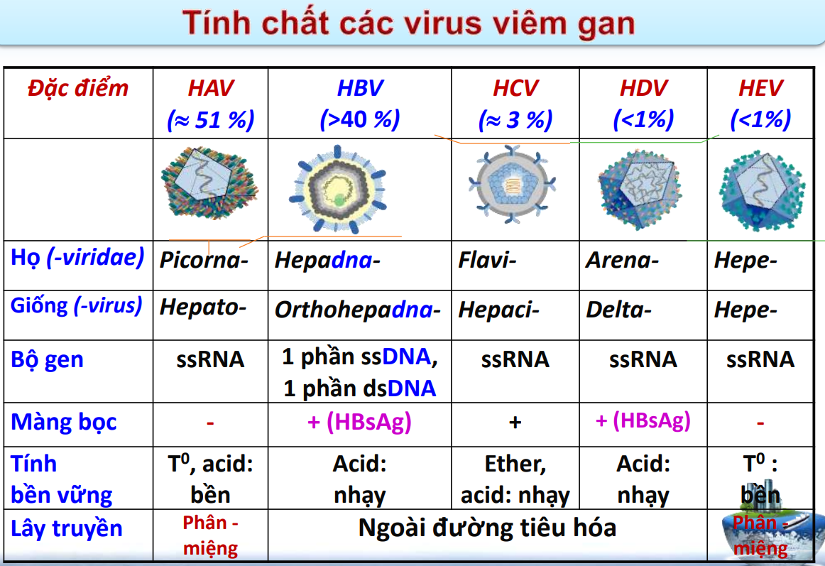 <p>Các loại virus viêm gan(ABCDEG)</p>
