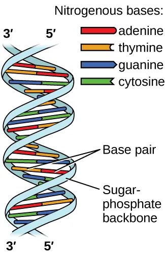 <p><span>In the DNA double helix, the two strands are held together primarily by which type of interaction?</span><br><br><span>A. Covalent bonds between sugar and phosphate groups</span><br><span>B. Ionic bonds between nucleotides</span><br><span>C. Hydrogen bonds between complementary base pairs</span><br><span>D. London dispersion forces between nucleobases</span></p>