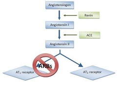 <p>They prevent the conversion of angiotensin I to angiotensin II.</p>