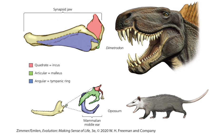 <ul><li><p>bones of the reptilian jaw</p></li></ul><p></p>