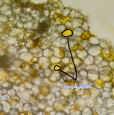 <p>Kunyit — Curcuma longa — Curcumae rhizoma</p>