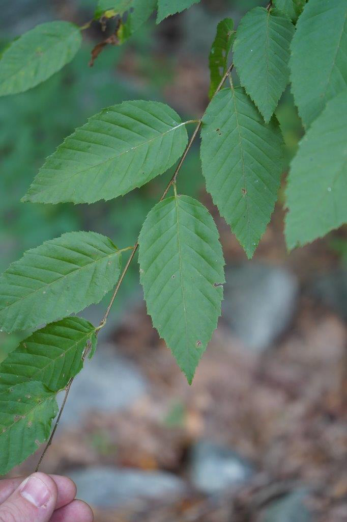 <p>Family: Betulaceae</p><p>Genus: Carpinus</p><p>Species: caroliniana</p><p>Common Name: Musclewood</p>