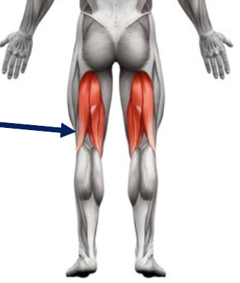 <p>what is this group of muscles called</p>