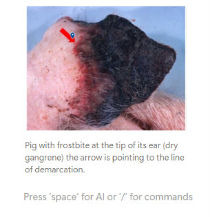 <p>Gangrene is <strong>necrosis affecting a body region.</strong></p><ul><li><p><em>E.g. distal extremities</em> (distal limbs, teat of udder, pinnae, tip of the tail) and <em>dependent (lower) part</em> of organs (mammary gland and lung lobes).</p></li></ul><p>It is <strong>not a separate microscopic type of necrosis</strong>, but a clinical pattern based on location and the presence or absence of infection.</p>
