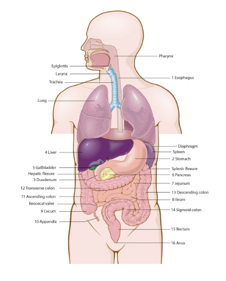 <p>anatomical terms of digestive tract</p>