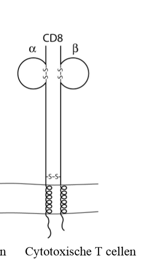 <ol><li><p>= glycoproteïne op cytotoxische T cellen → interageren met MHCI</p></li><li><p>2 peptidenketens die heterodimeer vormen: alfa + bèta → behoren tot immunoglobuline superfamilie</p></li><li><p>elke keten verankerd in membraan (transmembranair deel)</p></li><li><p>cytoplasmatische staarten</p></li></ol><p></p>