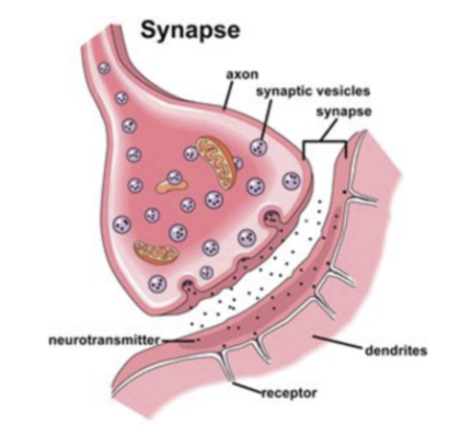 <p><span style="line-height: 32.55px;"><strong>The Synapse &amp; Synaptic Transmission</strong>&nbsp;</span></p>