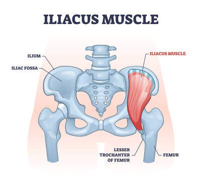 <p>What is the origin, insertion, and innervation of the iliacus?</p>