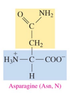<p>polar amino acid with amide as R group</p>