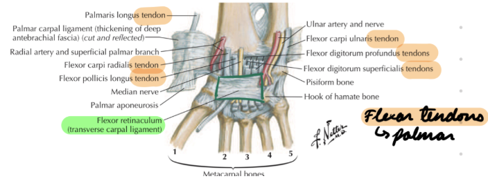 <p>Pisiform + hamate (medial carpals) → Scaphoid + trapezium (lateral carpals)</p><p>Anchor flexor tendons (palmar)</p><p> Roof of carpal tunnel</p>