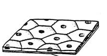 <p>A tissue composed of cells with the same structure and function (e.g., adipose).</p>