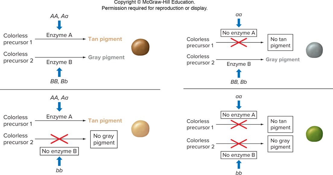 <p>Can result from gene interactions</p><ul><li><p>EX: Additive gene interaction affects seed coat in lentils</p><ul><li><p>tan + gray = brown</p></li><li><p>no tan or gray = green</p></li></ul></li></ul><p></p>