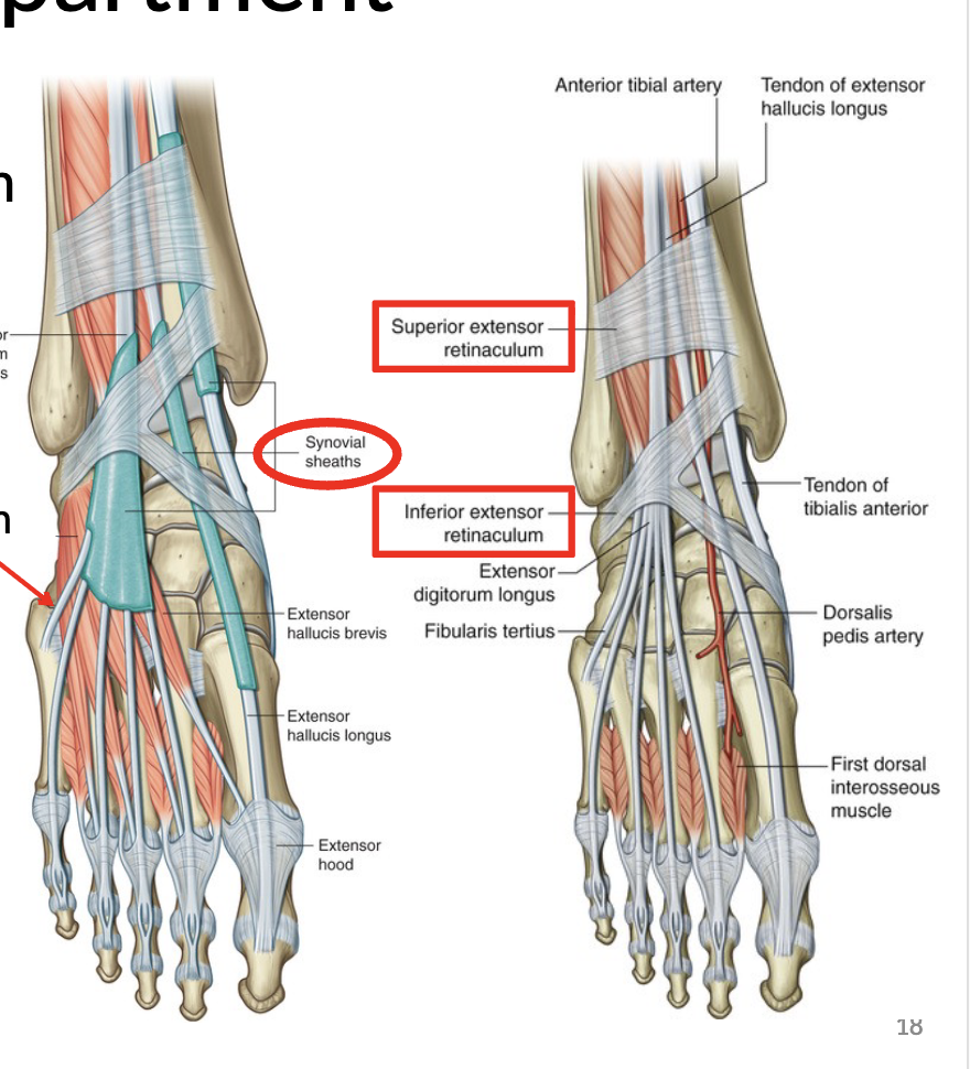 <ul><li><p>There is a superior and inferior extensor retinaculum </p></li></ul><p></p>