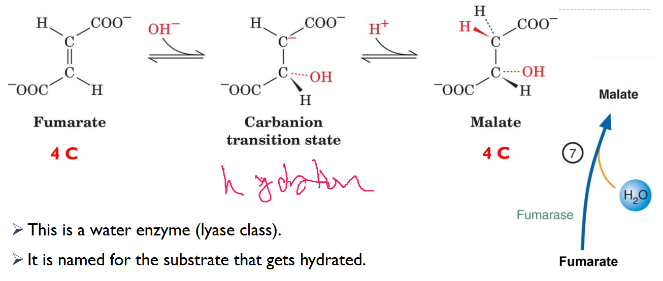 <p>Fumarase hydrates fumarate into malate</p><p>4C→ 4C</p><p>reversible</p>