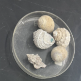 <p>What Phylum, Class, and type of spiral?</p>