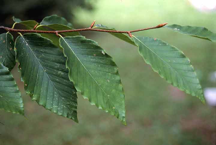 <p>Marcescence, biscuit-shaped leaves, late succession</p>