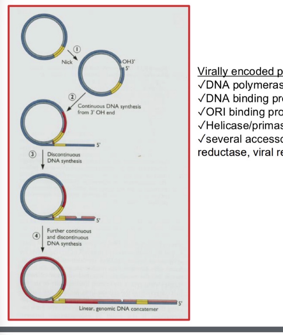 <p><span><strong><span>What is rolling circle replication?</span></strong></span></p>