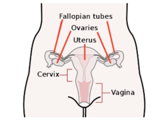 <p>uterus</p>