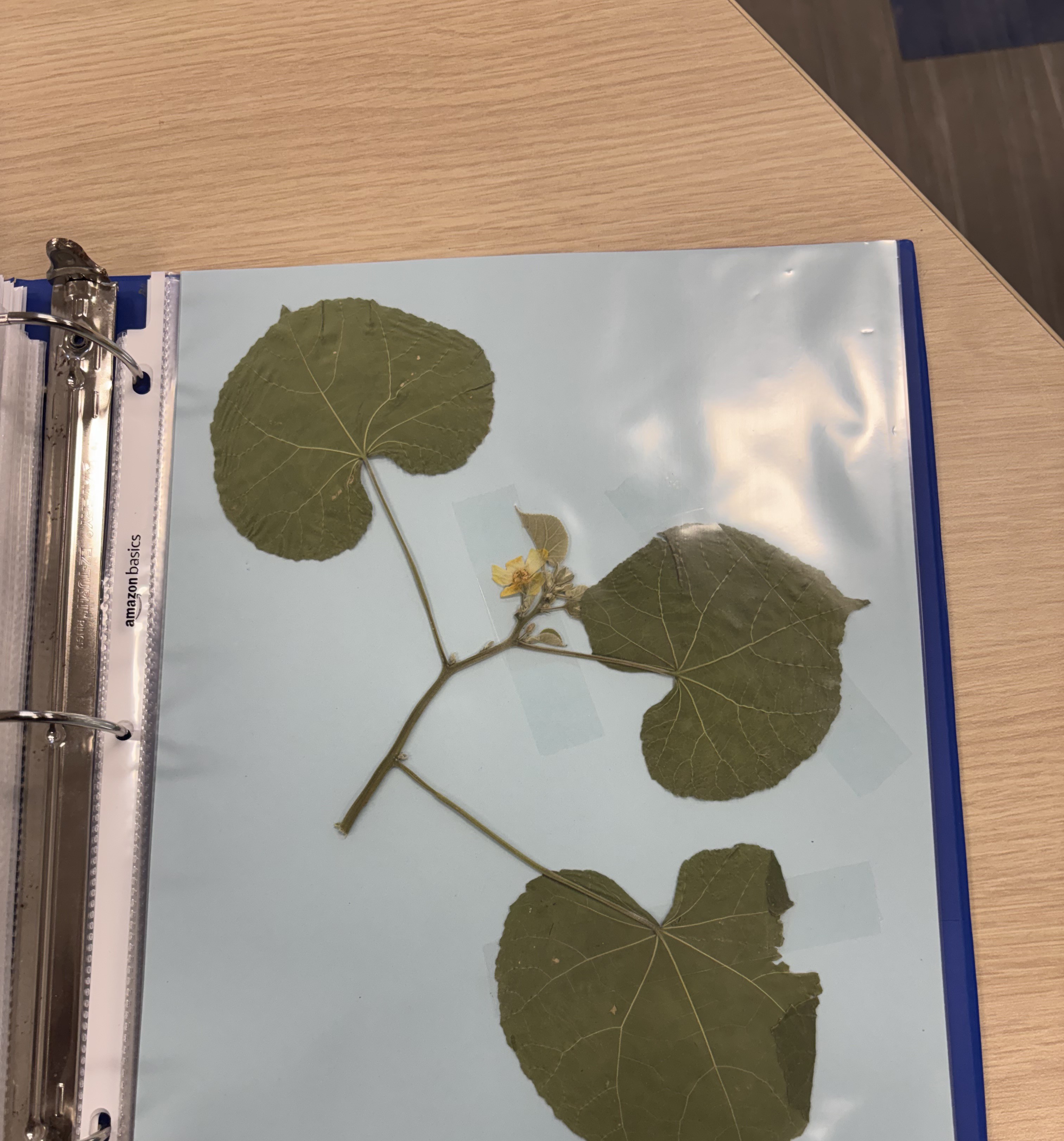 <p>Plant</p>