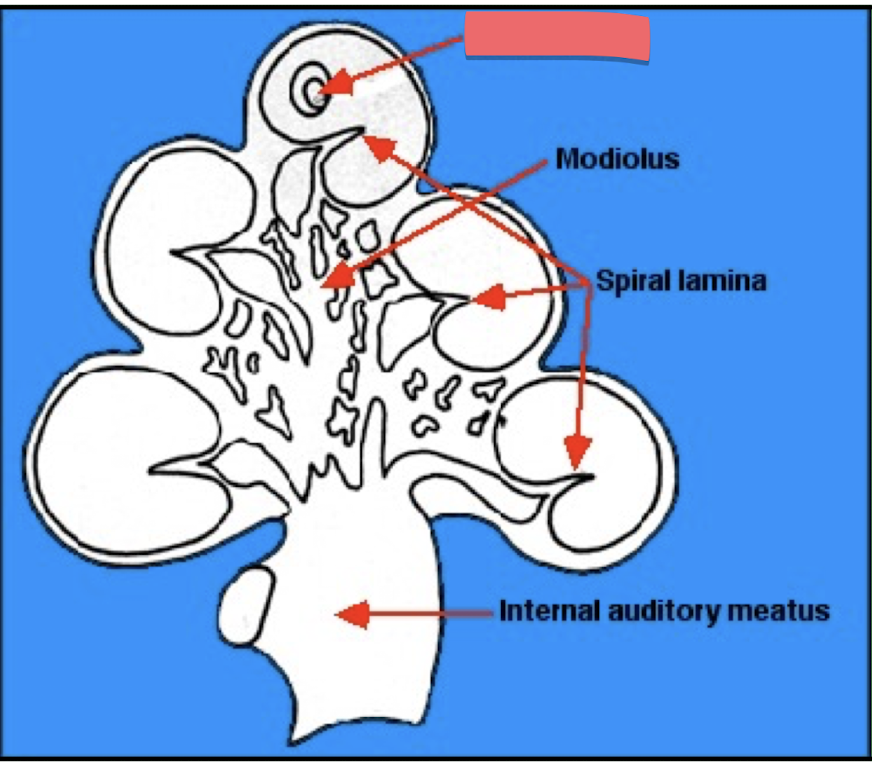 <p>top cinnamon roll portion of the cochlea</p>