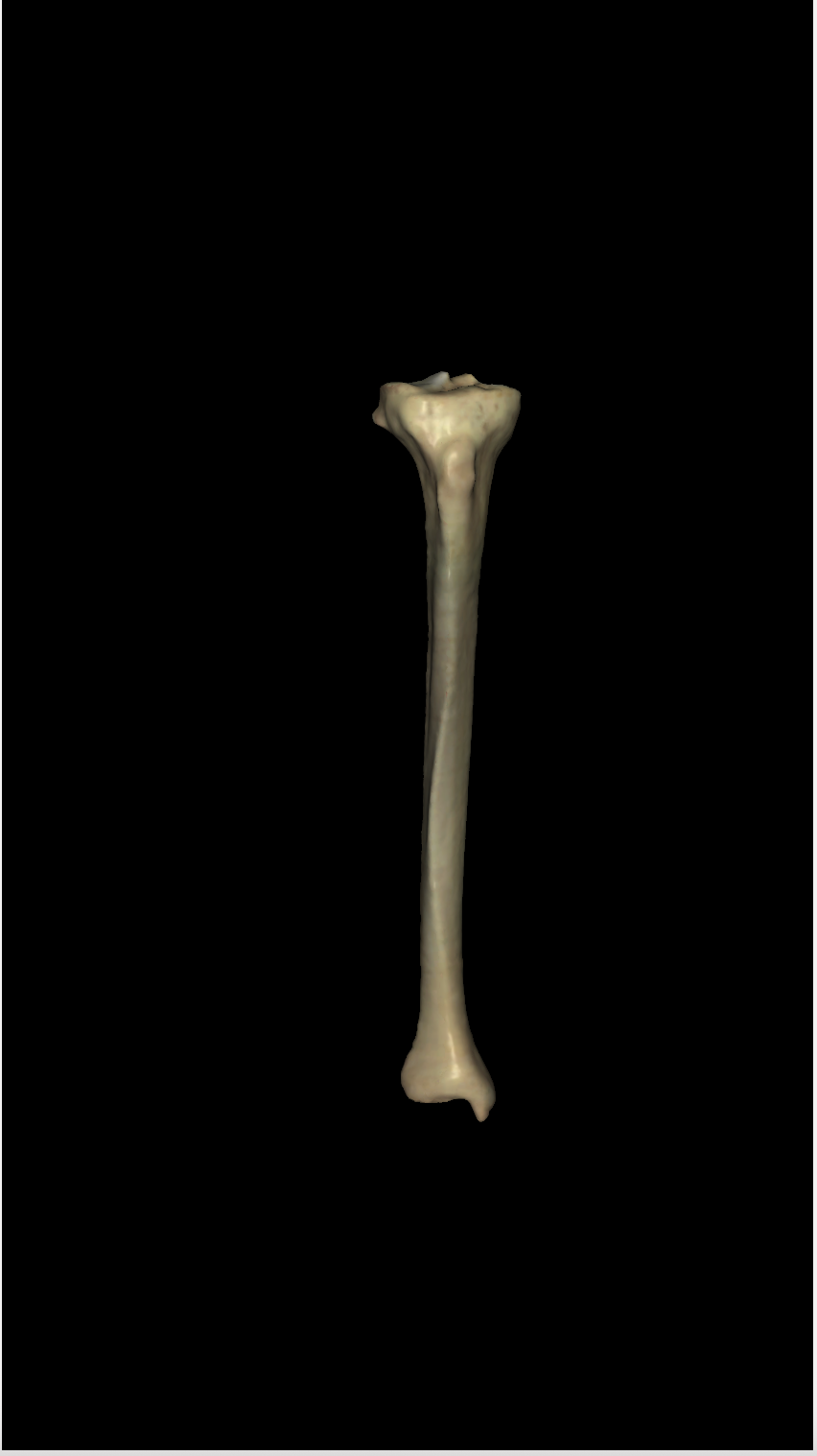 <p>left or right tibia? (anterior view)</p>