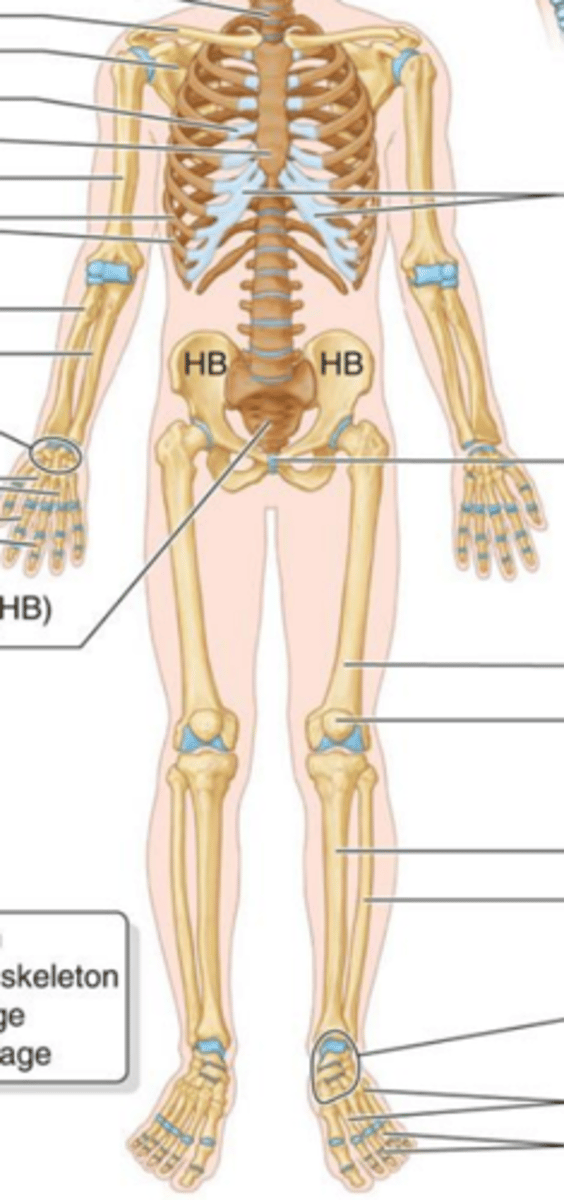 <p>The portion of the skeleton that attaches to the axial skeleton, Upper/Lower limbs including Pectoral and Pelvic girdles.</p>