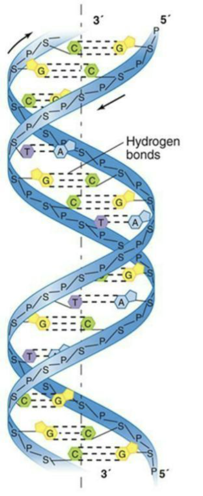 <ul><li><p>One strand of DNA is complementary to the other strand.</p></li><li><p>A pairs with T; G pairs with C by hydrogen bonding.</p></li><li><p>Phosphodiester covalent bonds form the sugar/phosphate backbone of each strand.</p></li></ul><p></p>