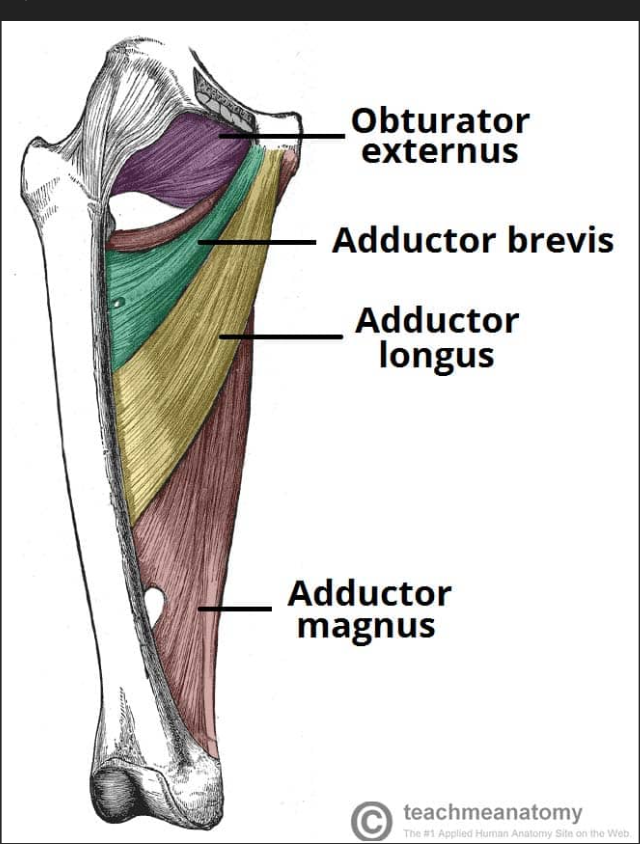 <p>Adductor magnus (medial thigh) origin </p>