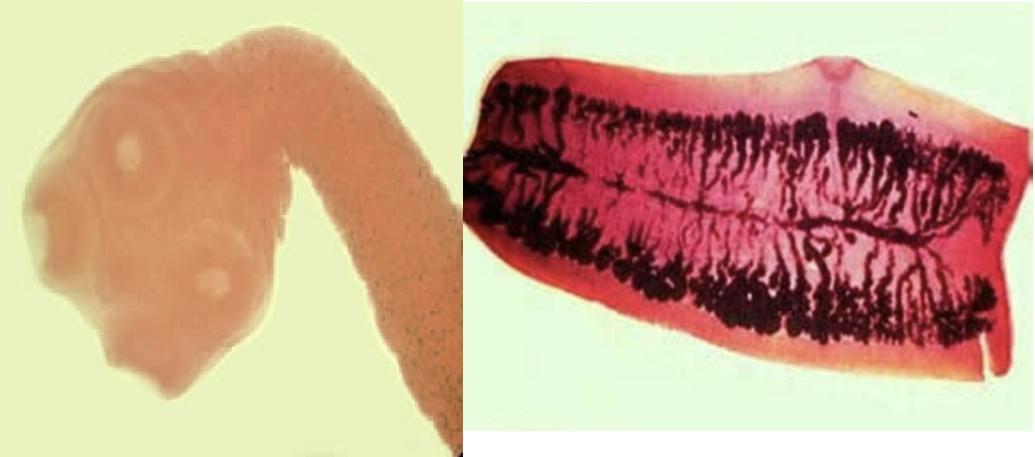 <p>-Smooth scolex with four suckers</p><p>-Proglittids</p><ul><li><p>Longer than they are wide</p></li><li><p>>13 uterine branches</p></li></ul><p></p>