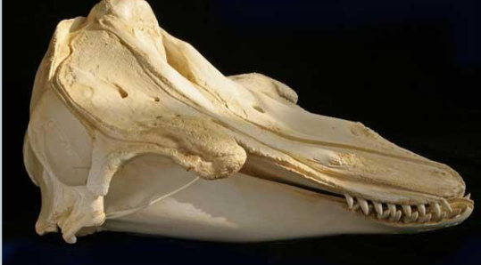 <p>Globicephala melas</p>