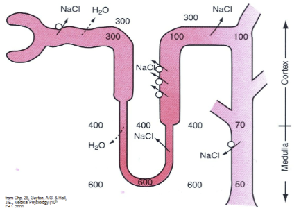 <p>reabsorption of salt from tubule segments impermeable to H2O. These segments include the ascending limb, thick ascending limb and distal tubule (this segment is referred to as the diluting segment due to its ability to actively reabsorb NaCl and collecting duct)</p>