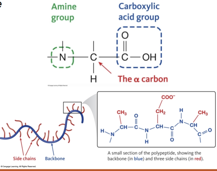 <p>the sequence of amino acids in a polypeptide, polymers of amino acids held together by peptide bonds</p>