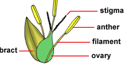 <p>floral formula for cyperaceae</p>