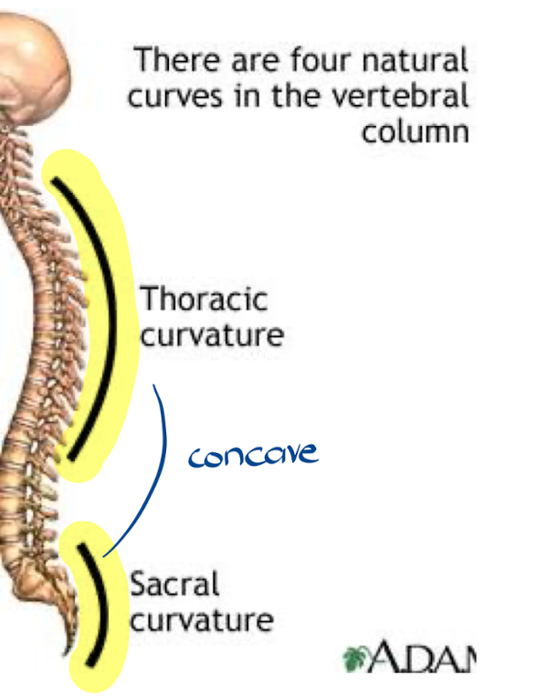 <p>Thoracic and sacral curves</p>